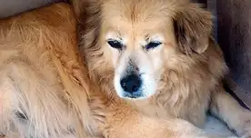 Perú presenta al mundo el Pastor Chiribaya, raza canina de herencia milenaria.