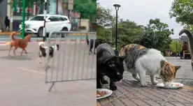Gatos del Parque Kennedy son masacrados por una jauría de perros.