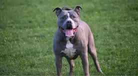 Sanción ejemplar multan con S12 mil a dueña de pitbull por ataque a vecina.