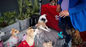SuperPet lanza su 4ta Jornada Nacional de Adopciones en Perú.