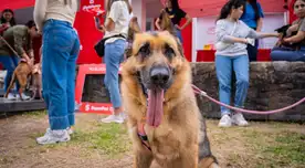 Los 5 efectos secundarios de adoptar una mascota