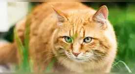 Porque todos los gatos naranjas son machos, esto dice la ciencia. Porque todos los gatos naranjas son machos, esto dice la ciencia.