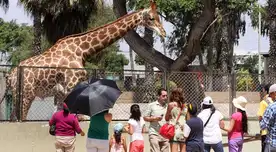 Conoce quiénes pueden acceder al beneficio de entradas gratis al Parque de las Leyendas.