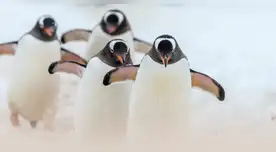 Los pingüinos y su impactante tarea en la Antártida que ayuda a la formación de nubes.