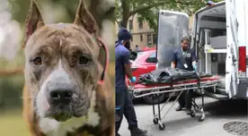 Bebé fallece tras brutal ataque de su perro en plena madrugada.