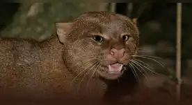 Podría haber sobrevivido especie desaparecida hace décadas. Podría haber sobrevivido especie desaparecida hace décadas.