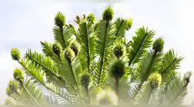 Pino de Wollemi: el árbol de 200 millones de años del mundo jurásico que habita en Australia.