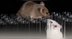 ¿Dieta o destino? La alimentación prenatal que logró cambiar el sexo biológico en crías de ratones.