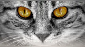 La ciencia lo confirma: los gatos son una obra maestra de la evolución. La ciencia lo confirma: los gatos son una obra maestra de la evolución.