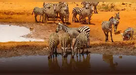 Científicos detectan anomalía geológica que podría dividir África. Científicos detectan anomalía geológica que podría dividir África.