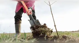 La mujer que encontró un yacimiento de oro en su granja, pero le fue arrebatado por el gobierno.