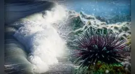 El mar a punto de ser inhabitable: científicos advierten aumento de la acidez en los océanos.