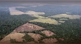 Amazonía peruana pierde bosques que equivalen a 11 veces el tamaño de Lima.