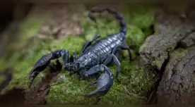 Estudio muestra cómo el escorpión amazónico puede combatir el cáncer de mama.