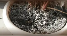 ¿Por qué se origina una superficie blanca en la tierra de las plantas?