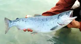 Conoce el pescado que podría ser dañino para la salud. Conoce el pescado que podría ser dañino para la salud.