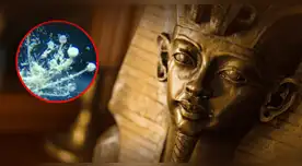 El hongo mortal hallado en la tumba de Tutankamón podría tener beneficios anticancerígenos para tratamientos oncológicos.