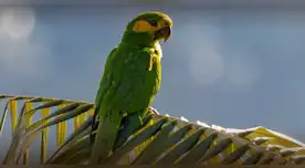La pérdida de bosques arrincona al loro orejiamarillo.