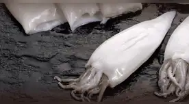 Científicos temen por el equilibrio marino tras el extraño aumento de pota en el litoral. Científicos temen por el equilibrio marino tras el extraño aumento de pota en el litoral.
