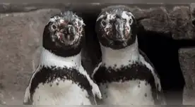 La historia de dos pingüinos machos que lograron ser padres.