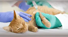 Científicos detectan bacteria multirresistente en mascotas domésticas.