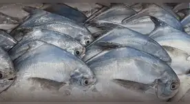 Nuevo parásito en peces amazónicos prende alertas sanitarias en Iquitos. Nuevo parásito en peces amazónicos prende alertas sanitarias en Iquitos.