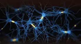 Los 7 alimentos que estimulan el crecimiento de neuronas, según la ciencia.