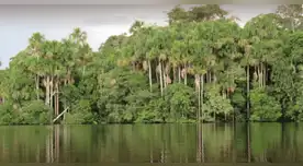 Aguajal de Quistococha se debilita y pierde su capacidad para absorber carbono, según IIAP.