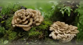 Ingenieros europeos imitan la estructura de los hongos para crear materiales de construcción.