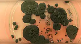 Científicos descubren hongo "come-radiación" que podría hacer posible la colonización espacial.