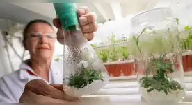 Silene stenophylla: la planta de 32.000 años revivida por científicos rusos. Silene stenophylla: la planta de 32.000 años revivida por científicos rusos.