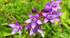 El hercampuri es una joya de la medicina tradicional peruana que ofrece múltiples beneficios.