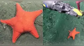 Científicos descubren estrella de mar con forma inusual durante expedición marítima en Mar del Plata.
