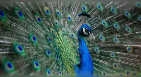 Científicos revelan que los pavos reales pueden emitir láser desde sus plumas.