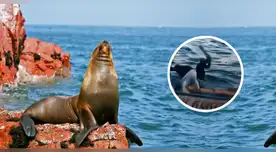 Pescador es condenado a prisión efectiva por brutal ataque a lobo marino