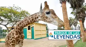 El Parque de las Leyendas ofrecerá entradas gratis a una gran cantidad de peruanos en sus dos sedes.