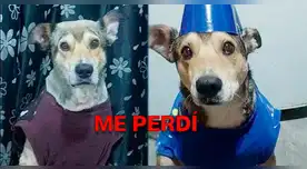 Corazón roto en Los Olivos: familia implora ayuda para hallar a su perrito herido y perdido