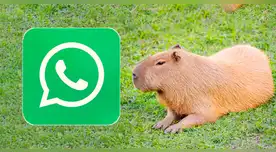 Modo Capibara en WhatsApp: cómo se puede activar en agosto de 2025