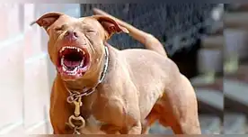 Perro pitbull ataca ferozmente a niña de dos años hasta dejarla sin vida