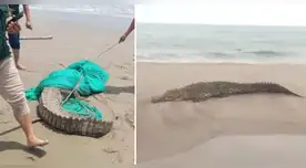 Reportan presencia de cocodrilo de casi dos metros en playas de la Costa peruana