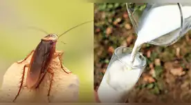 La leche de cucaracha podría ser la solución para alimentar a la humanidad en el futuro.