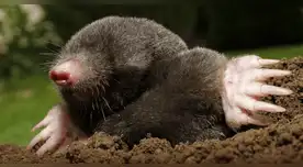 El fósil hallado en España de un mamífero prehistórico podría reescribir por completo su historia evolutiva. El fósil hallado en España de un mamífero prehistórico podría reescribir por completo su historia evolutiva.