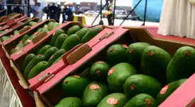 ¡Alerta fronteriza! Bolivia pone bajo la lupa a la palta peruana por niveles peligrosos de cadmio ¡Alerta fronteriza! Bolivia pone bajo la lupa a la palta peruana por niveles peligrosos de cadmio