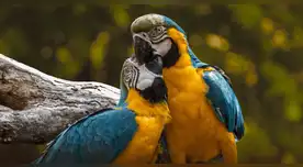 Un fenómeno insólito de la naturaleza: el cambio de sexo en aves es más común de lo que creías.