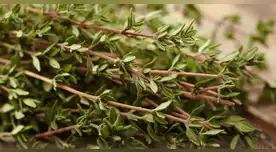 La ciencia lo confirma: esta planta aromática es tu mejor aliada contra la gripe.