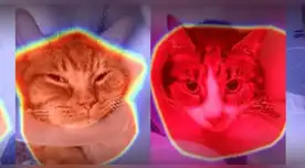 Científicos del Reino Unido desarrollan una IA que "lee" las emociones de los animales.