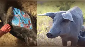 Cerdos salvajes con carne azul: el extraño fenómeno en California que alarma a los científicos. Cerdos salvajes con carne azul: el extraño fenómeno en California que alarma a los científicos.