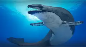 Ballena con dientes de tiburón: descubren impactante fósil que reescribe la historia evolutiva. Ballena con dientes de tiburón: descubren impactante fósil que reescribe la historia evolutiva.