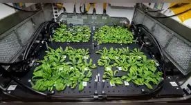 Así es la primera ‘granja’ espacial de alimentos que desarrolla la NASA para los astronautas.