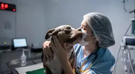 Veterinaria GRATIS este 24 de agosto: conoce los lugares y servicios disponibles para tu mascota